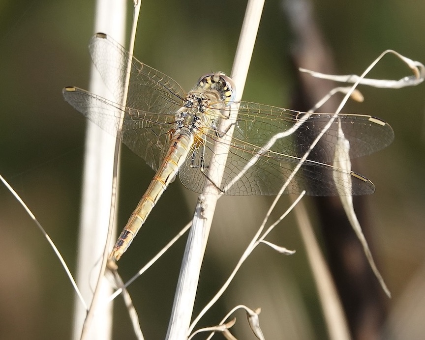 red-veined darter